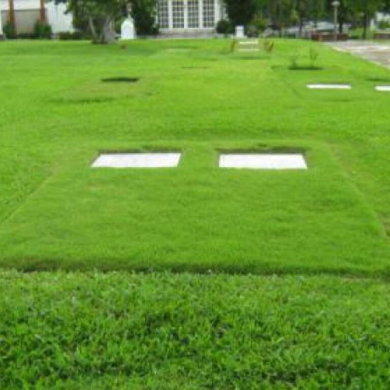 Lawn 2