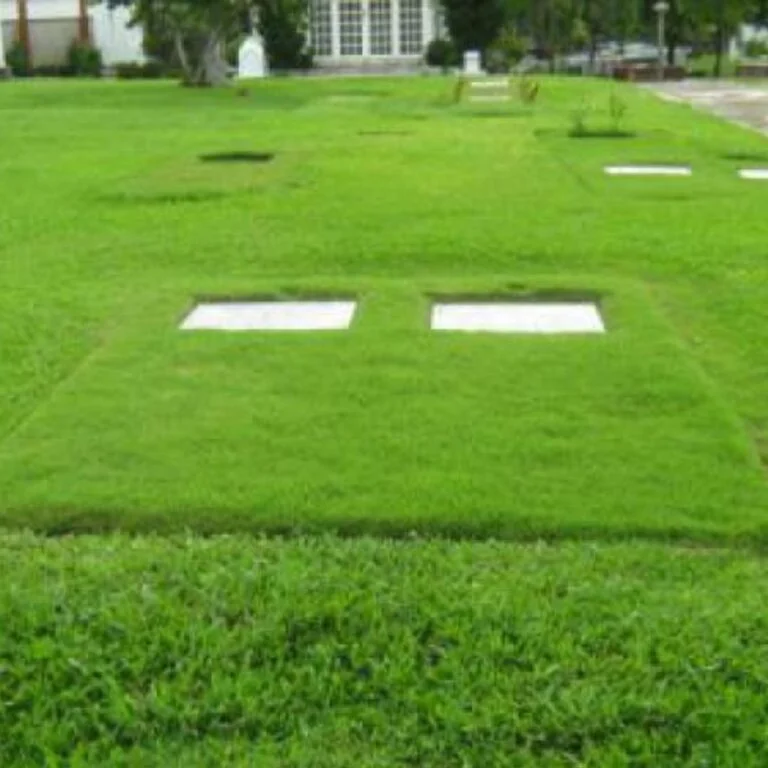 Lawn