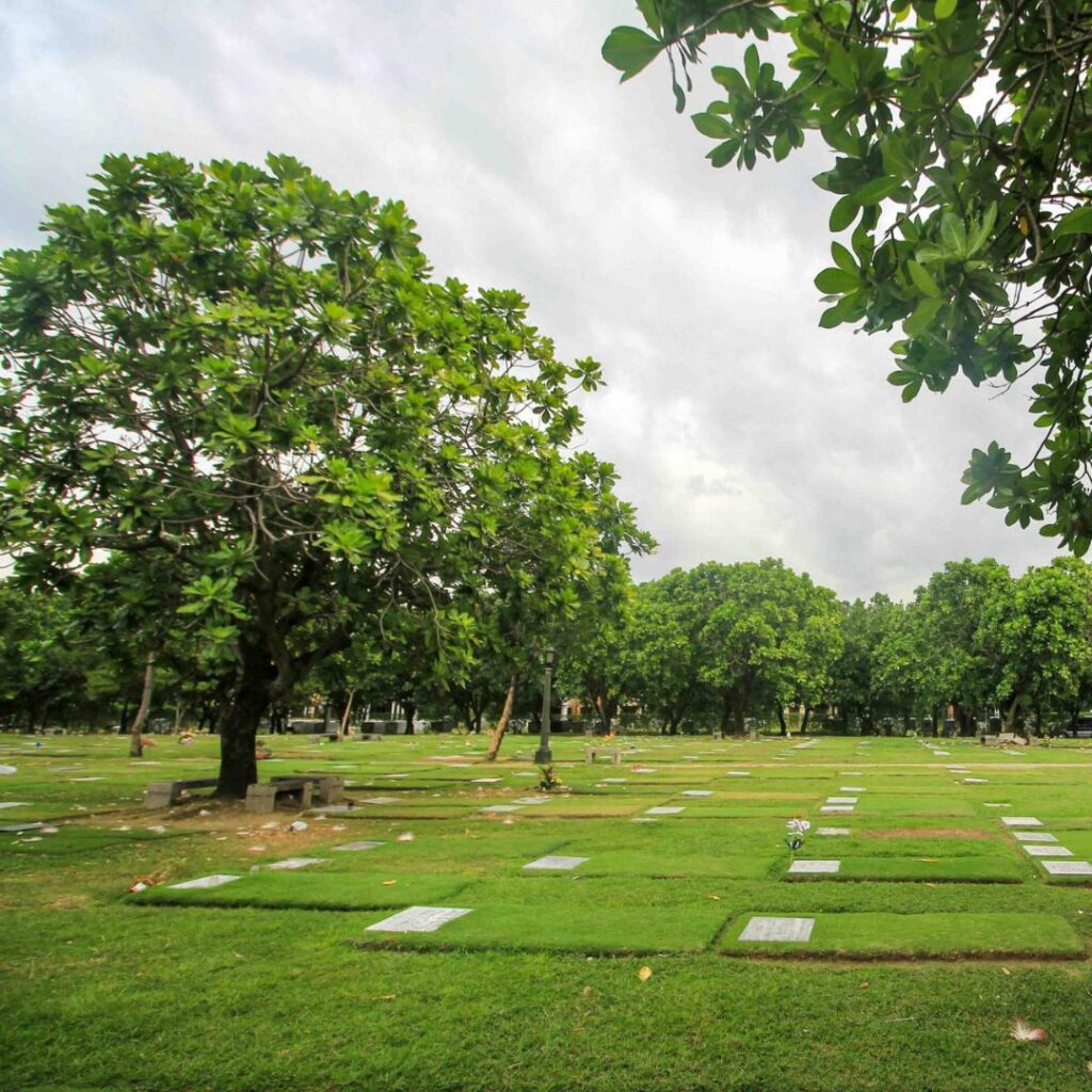 Lawn 3