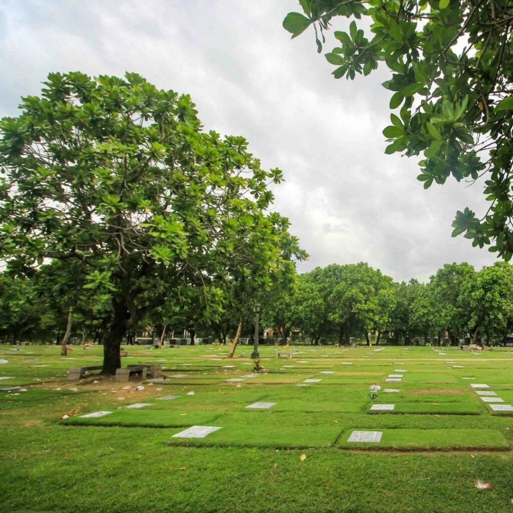 Lawn 3