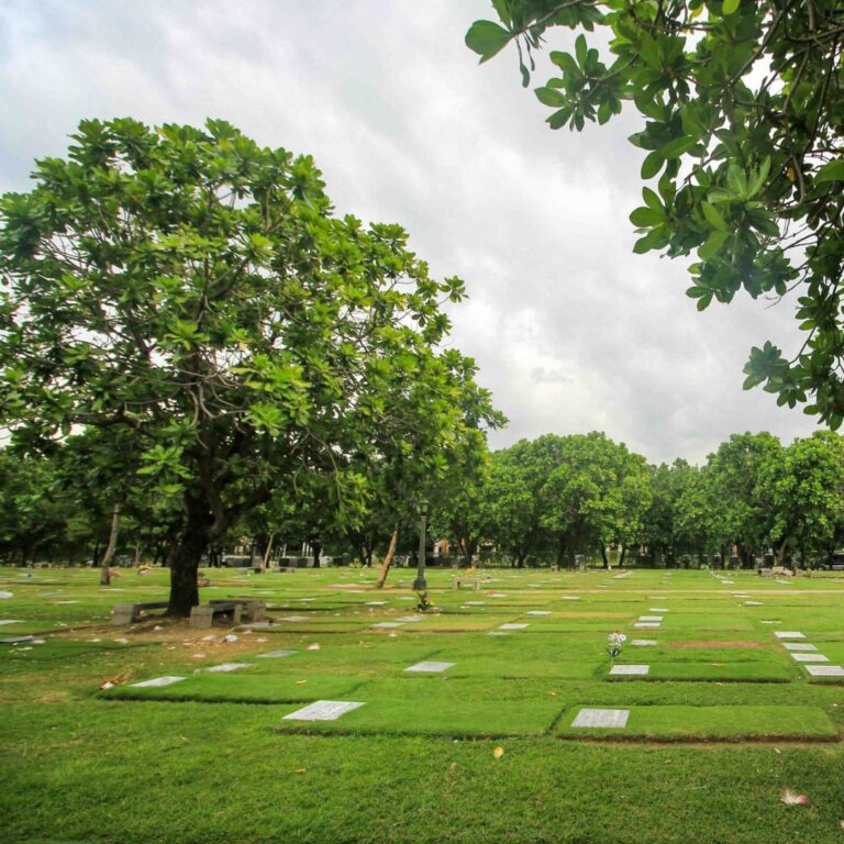 Lawn 3